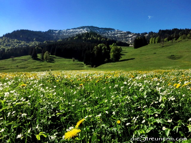 Allgäuer Alpen, Rindalphorn, Hochgrat, Nagelfluhkette, Wander, Bergwandern