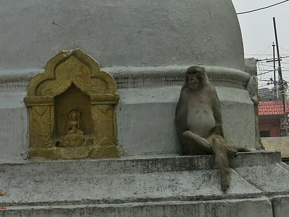 Swayambhunath Affentempel Nepal Kathmandu 