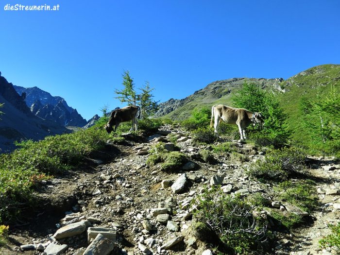 Madatschkopf 2.787m Kaunergrat - Ötztaler Alpen